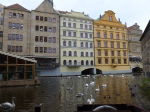 Swans and Riverside Buildings, Prague